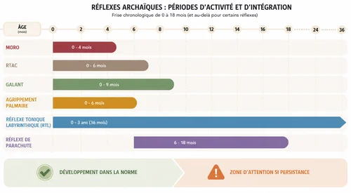 Schéma calendrier intégration réflexes archaïques bébé 0 à 18 mois — développement neurologique